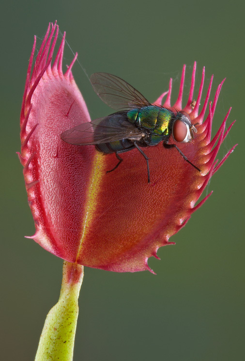 Fly Trap