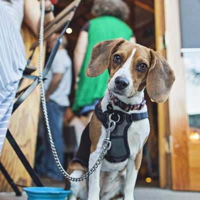 pros and cons of dog-friendly restaurants