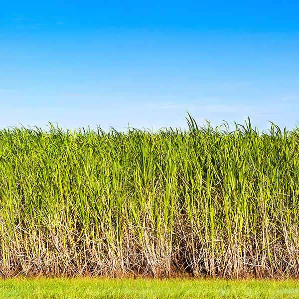 A field of sugar cane under a blue sky
