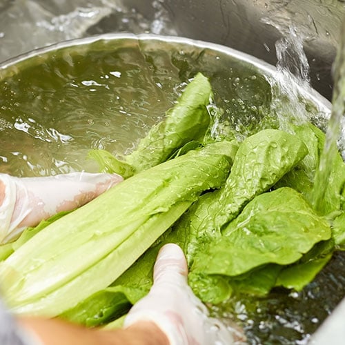 Washing lettuce with water