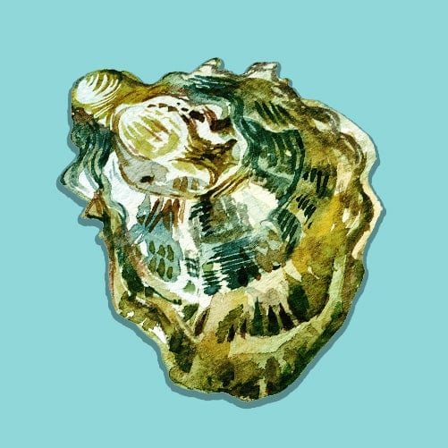 Illustration of a Kumamoto Oyster