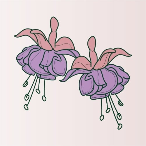 Illustration of Fuchsias