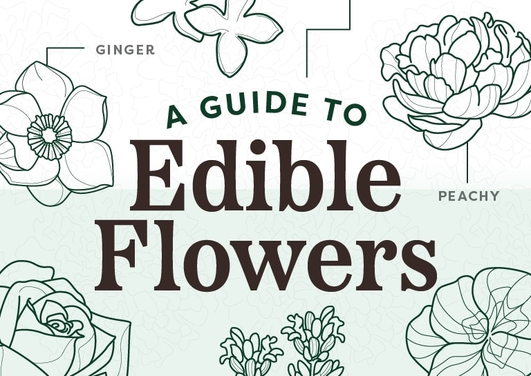 Guide to Edible Flowers Which Types of Flowers are Edible