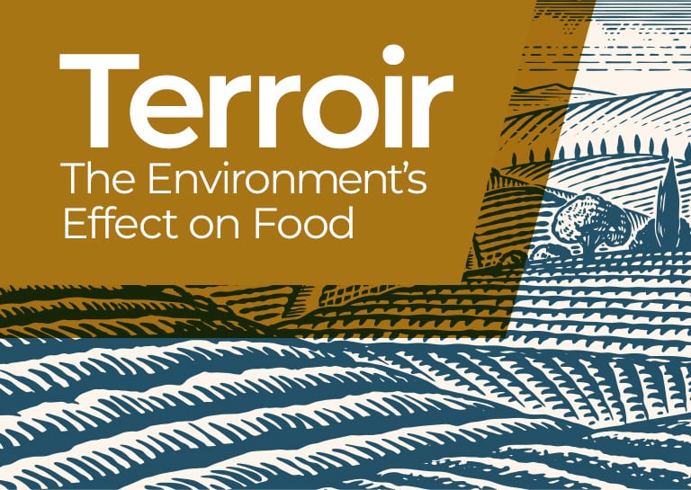 What Is Terroir? Wine Origin Meaning & Examples