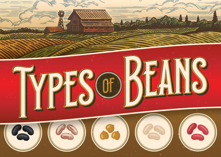 types-of-beans-a-guide-to-everyone-s-favorite-legumes