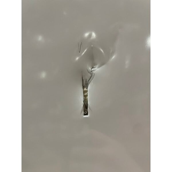 Scratch and Dent Avantco GDC-49-HC 53" White Customizable Swing Glass Door Merchandiser Refrigerator with LED Lighting