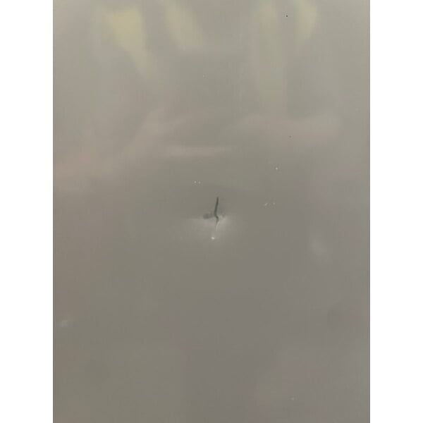 Scratch and Dent Avantco GDC-49-HC 53" White Customizable Swing Glass Door Merchandiser Refrigerator with LED Lighting