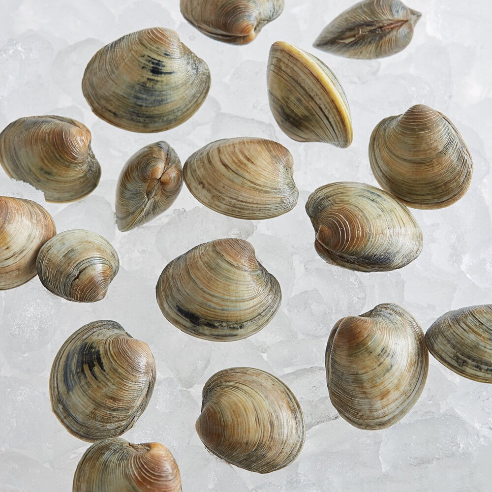 Rappahannock Oyster Co. 100 Count Live Olde Salt Littleneck Clams