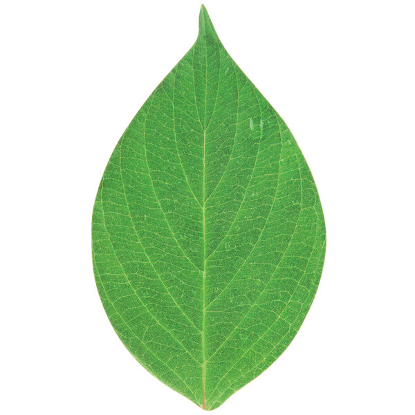 American Metalcraft Leaf Cheese Paper with a close-up of a leaf.