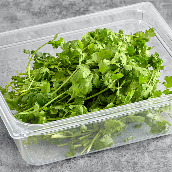 A plastic container of bunched cilantro with green leaves in it.