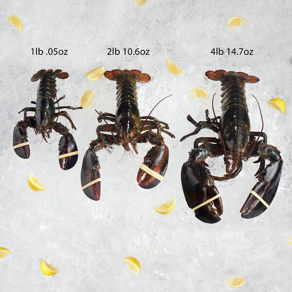 Three Boston Lobsters on ice with lemon slices.