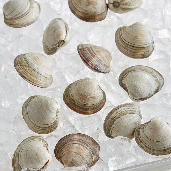 A group of Rappahannock Oyster Co. Olde Salt middleneck clams on ice.