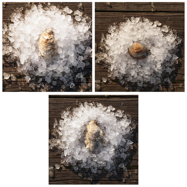 Rappahannock Oyster Co. 300 Count Variety Pack Live Oysters