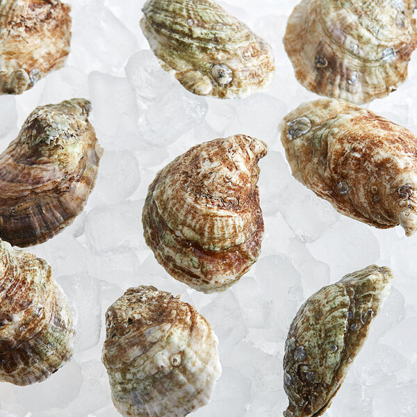 Rappahannock Oyster Co. Live Olde Salt Oysters - 75/Case