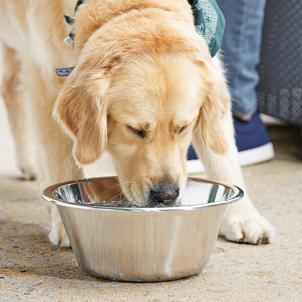 A dog drinking water from a Linden Sweden stainless steel dog bowl.