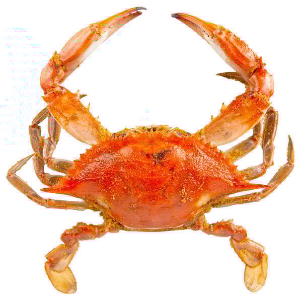 A Chesapeake blue crab with claws on a white background.