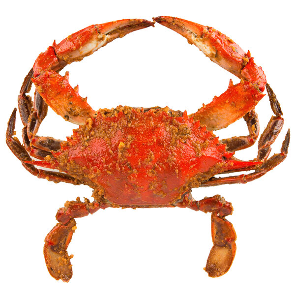 A seasoned steamed blue crab with its claws open.