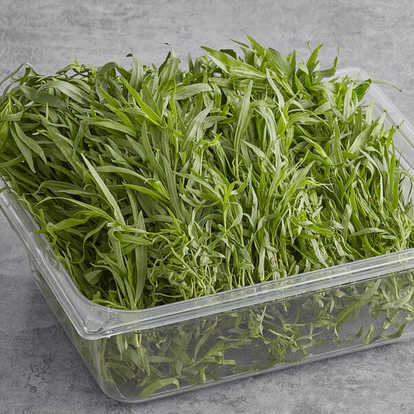 A plastic container of fresh Tarragon plants.