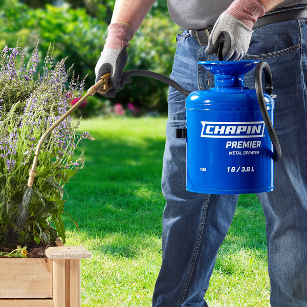 A person holding a blue metal Chapin sprayer and watering a plant.