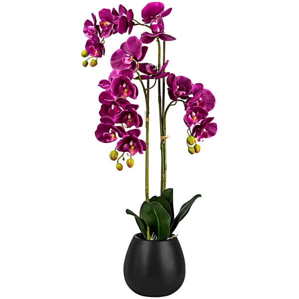 A purple orchid in a black pot.