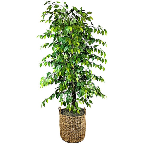 An LCG Sales artificial ficus tree in a basket with handles.