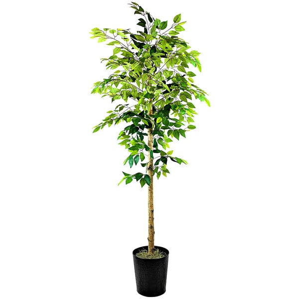 A 6' artificial ficus tree with green leaves in a black metal planter.