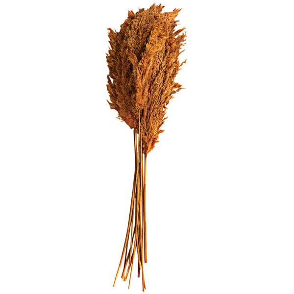 A case of dried brown Kalalou pampas grass stems.