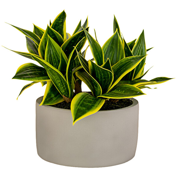 A Kalalou artificial Hahnii plant in a concrete pot with green and yellow leaves.