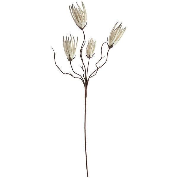 A close-up of a white Kalalou wavy floral stem with a white flower.