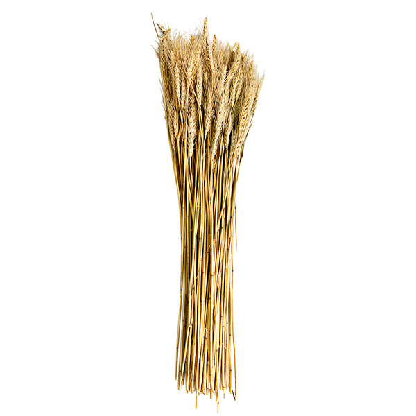 A set of 24 dried wheat stems.
