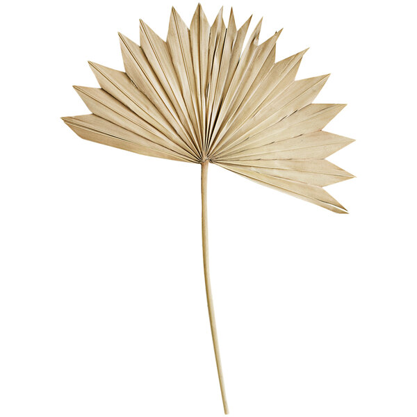 A close up of a large dried natural sun palm spear.