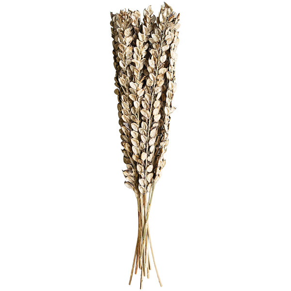 A bundle of dried cotton petals on stems.