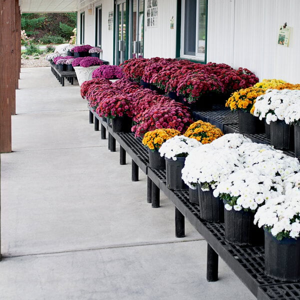 A row of white potted flowers displayed on a black plastic grid shelf.