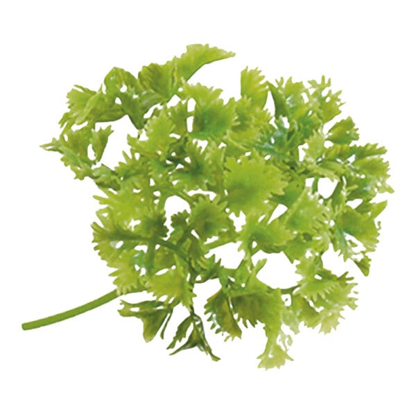 A green plant with leaves.