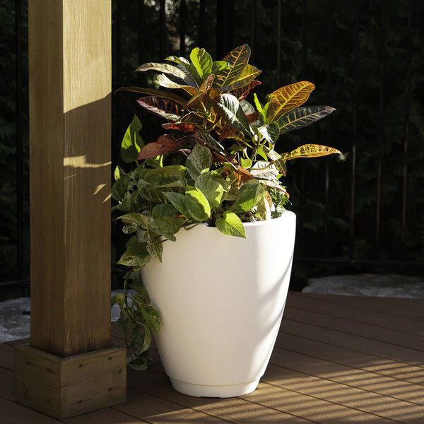 A white Mayne Caprio planter with green leaves.