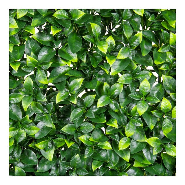 A close up of a NatraHedge artificial Ligustrum Ficus wall panel with green leaves.