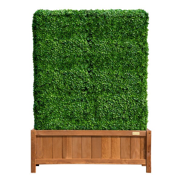 A square green hedge in a wooden box.