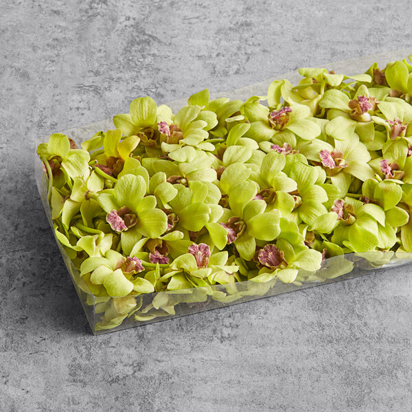 A case of green orchids on a table.