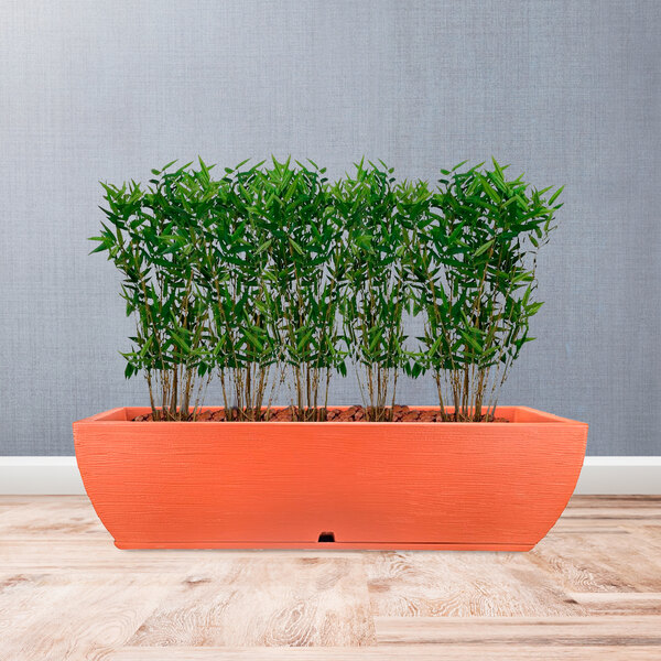 A Floridis rectangular terra cotta planter with three plants inside.