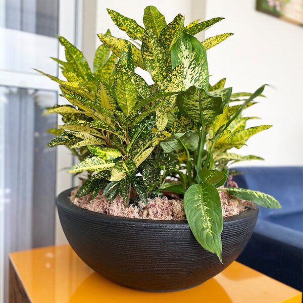 A close-up of a plant in a Floridis Amsterdam round black planter.