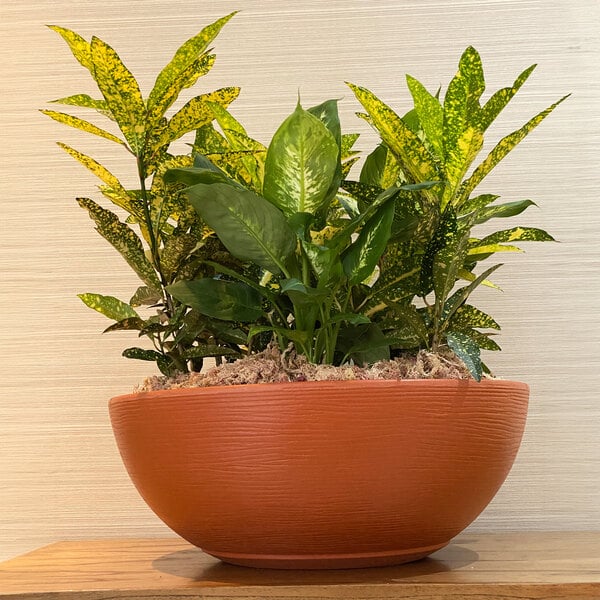 A Floridis Amsterdam terra cotta round planter with a potted plant inside.