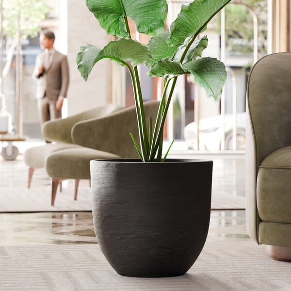 A Lancaster Table & Seating Erin black planter with a large plant inside.