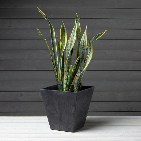 A snake plant in a Novelty Manufacturing Co. black Artstone planter on a wooden table.