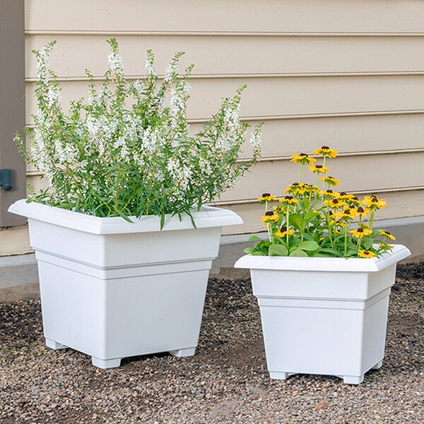 Two white Novelty Manufacturing Co. square tub planters with yellow flowers.