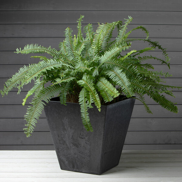 A Novelty Manufacturing Co. black Artstone planter with a fern plant in it.