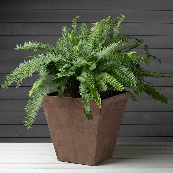 A large plant in a Novelty Manufacturing Co. brown Terra Artstone planter.
