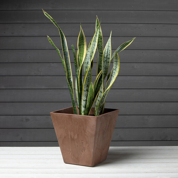 A snake plant in a Novelty Manufacturing Co. Ella square planter.