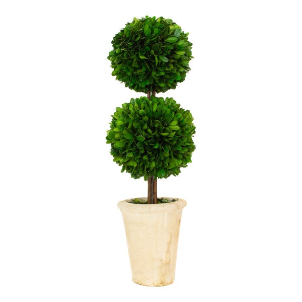 A Mills Floral Company preserved potted double ball boxwood topiary tree.
