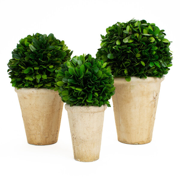 Three preserved potted boxwood balls in small pots.
