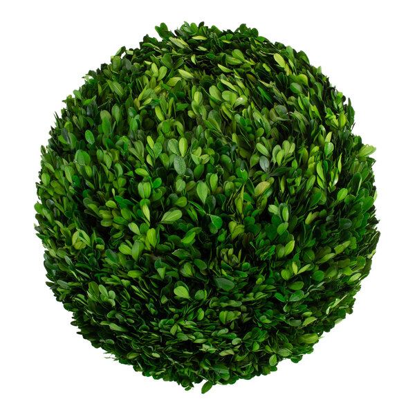A round green bush with many leaves.